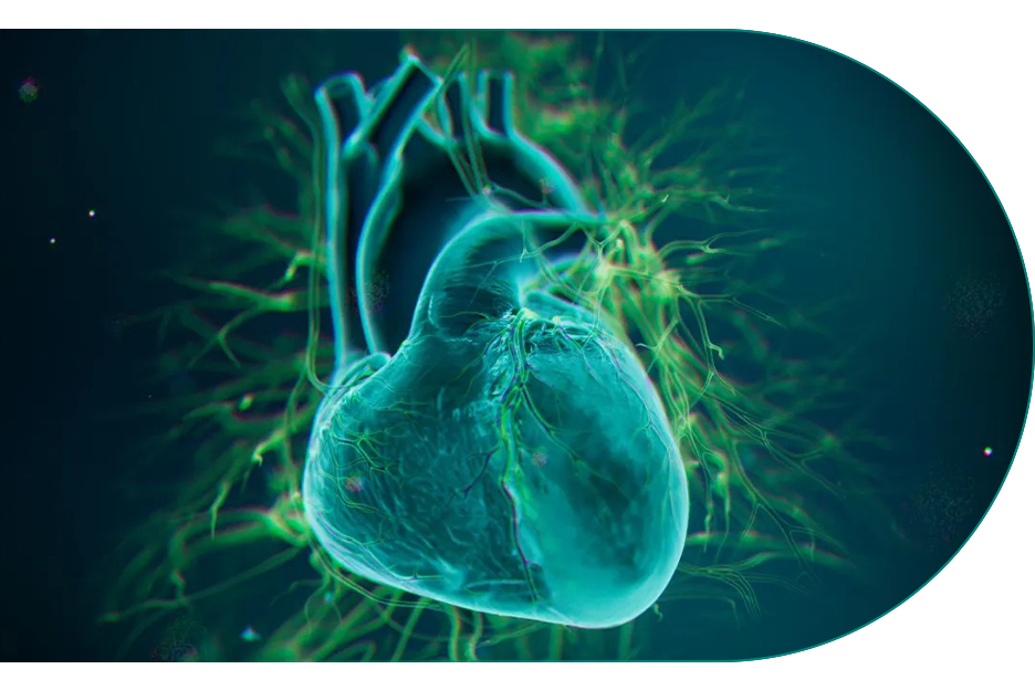 cardiovascular